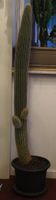 Grosser Kaktus, 120cm hoch