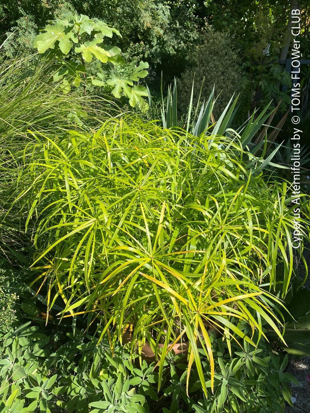 Piante & sementi: Cyperus Alternifolius - Dein Papyrus in GlasVase – Nuovo e nell'imballaggio originale da Adliswil venduto da TAKEYOURPLANT 8