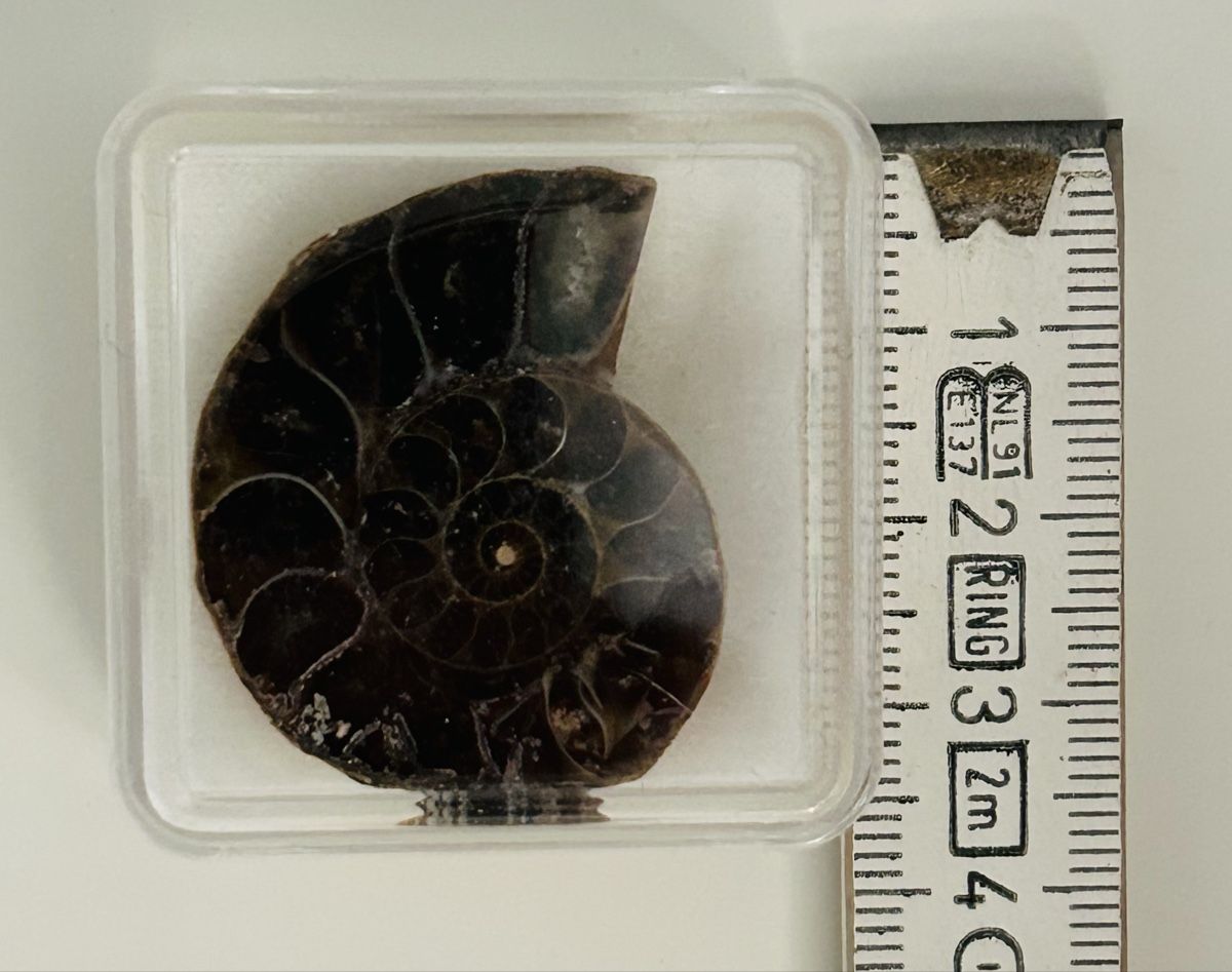Fossili: Fosilien – Usato da Neerach venduto da P100D 1