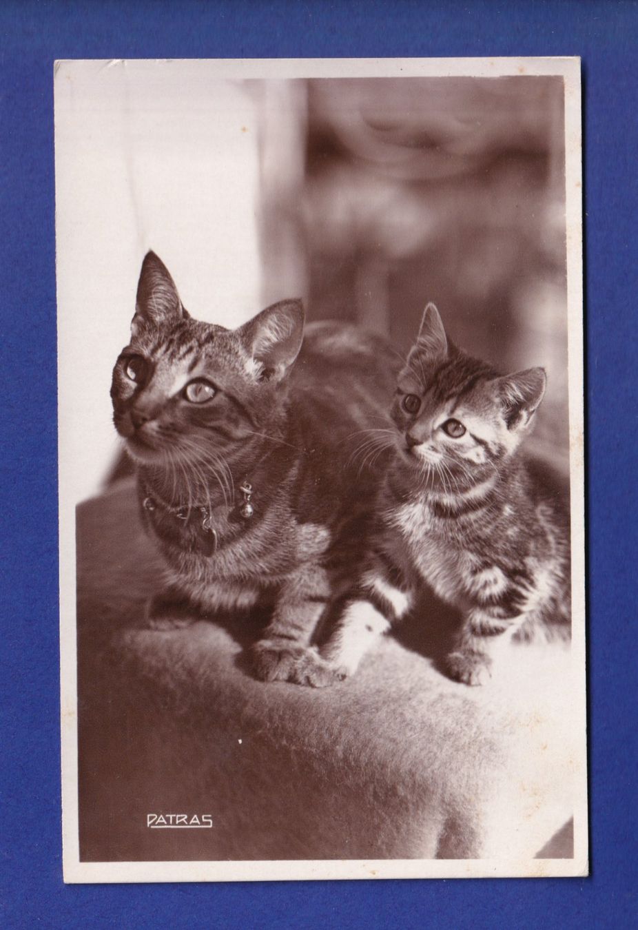 Ansichtskarten: CHAT - Maman et chaton – Gebraucht aus Pully von nicecards-shop