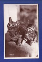 CHAT - Maman et chaton