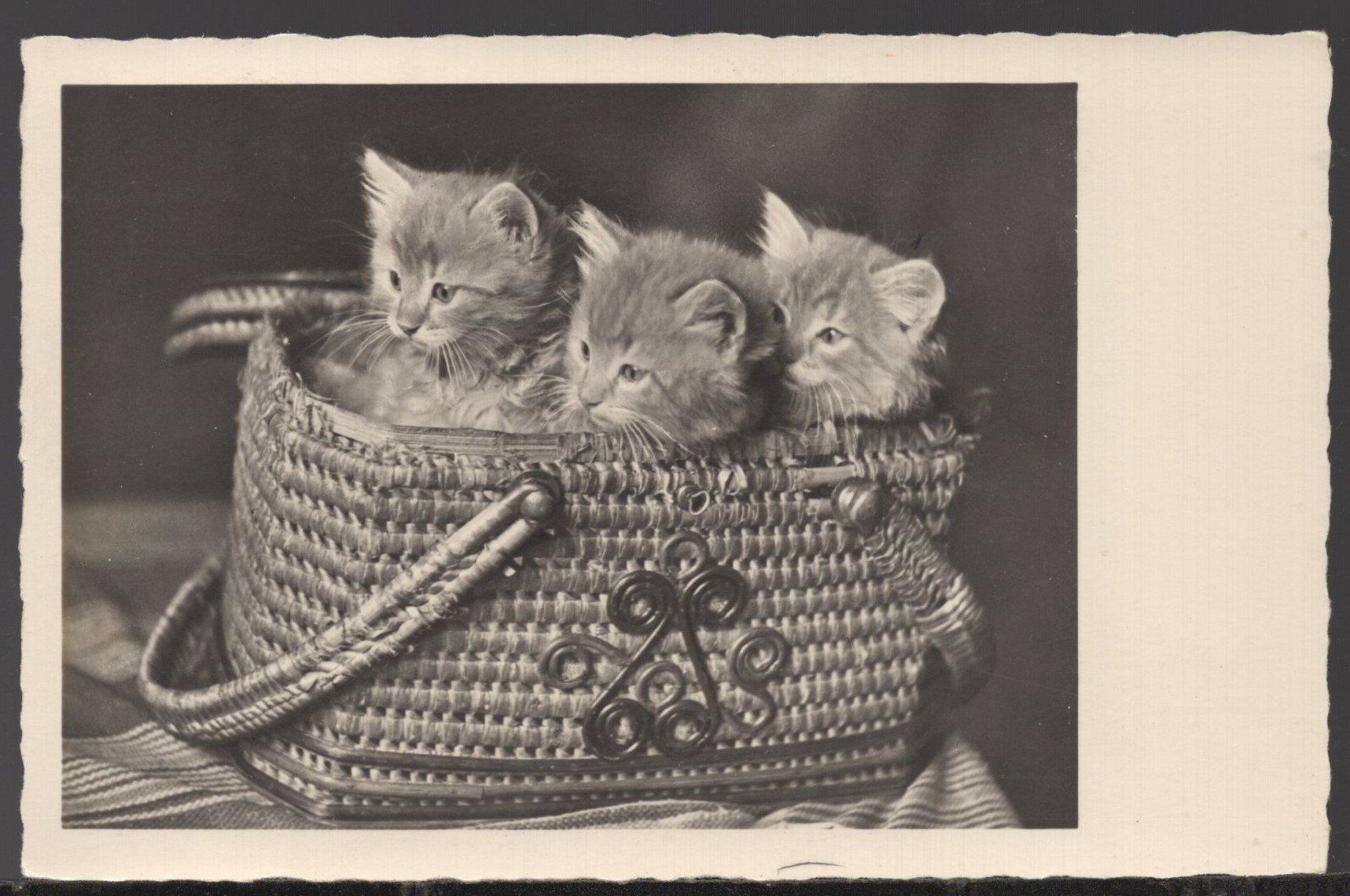 Ansichtskarten: Katzenkarte  14.9.39  Feldpost – Gebraucht aus Aarau von kufi44