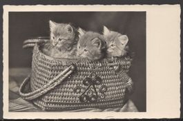 Katzenkarte  14.9.39  Feldpost