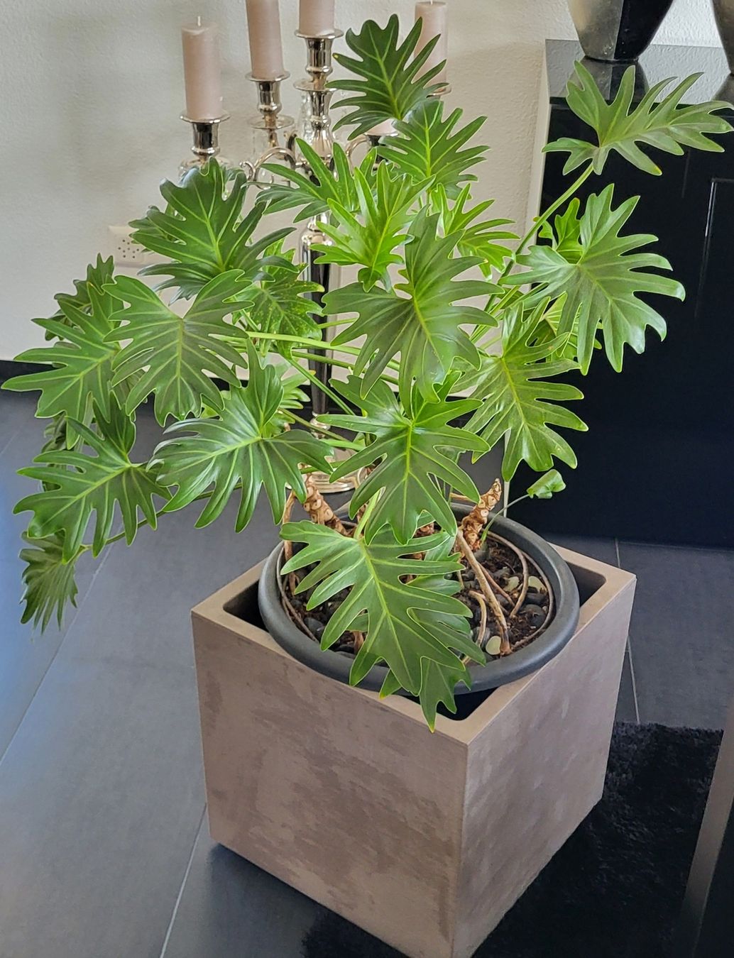 Piante & sementi: Philodendron xanadu – Usato da islikon venduto da mir_8cbw 1