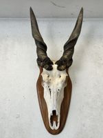 Jagdtrophäe einer Elenantilope