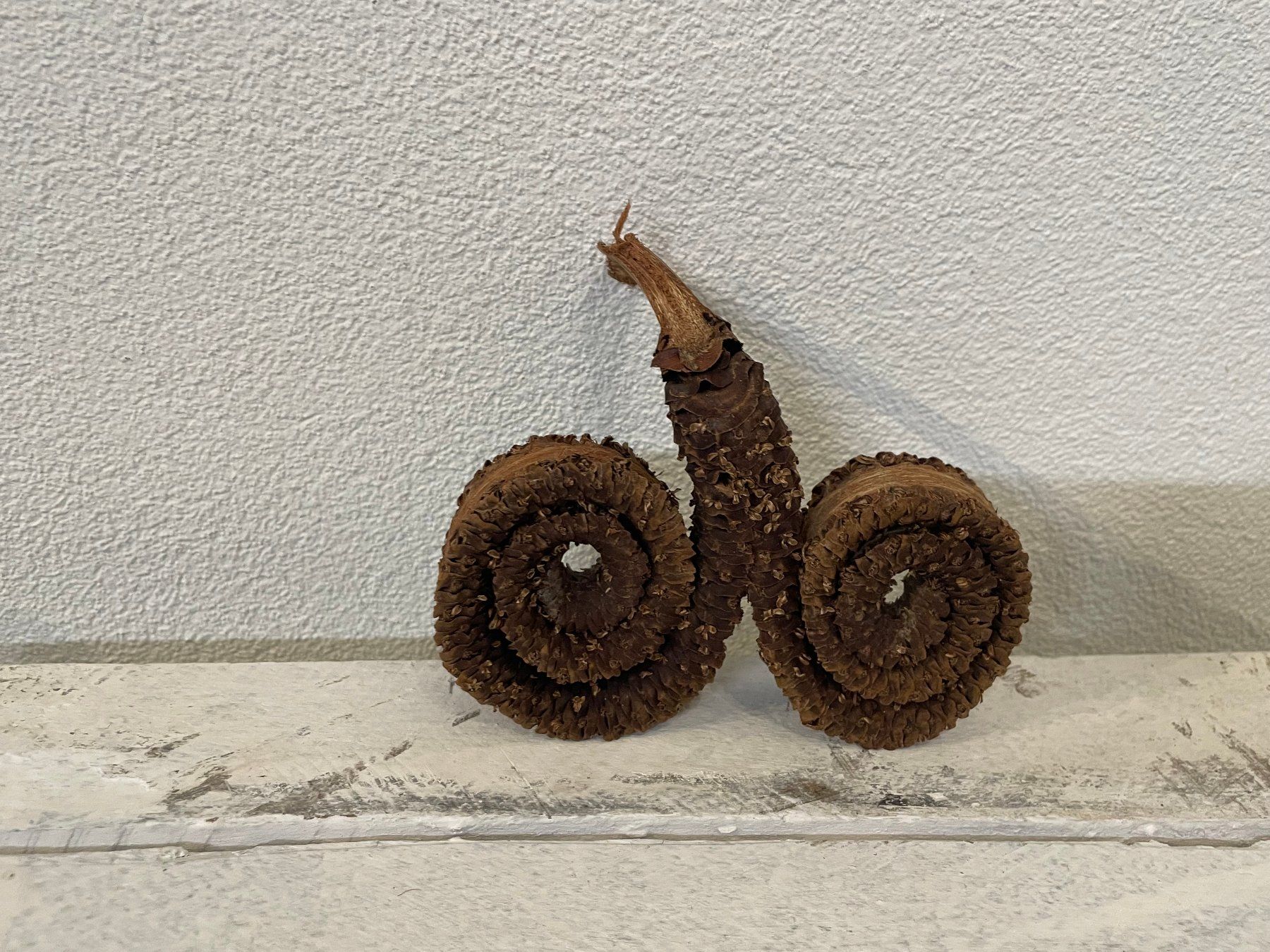 Tutte le decorazioni: Palmenblüten zur Dekoration – Nuovo (secondo la descrizione) da Embrach venduto da pifu_gmbh 1