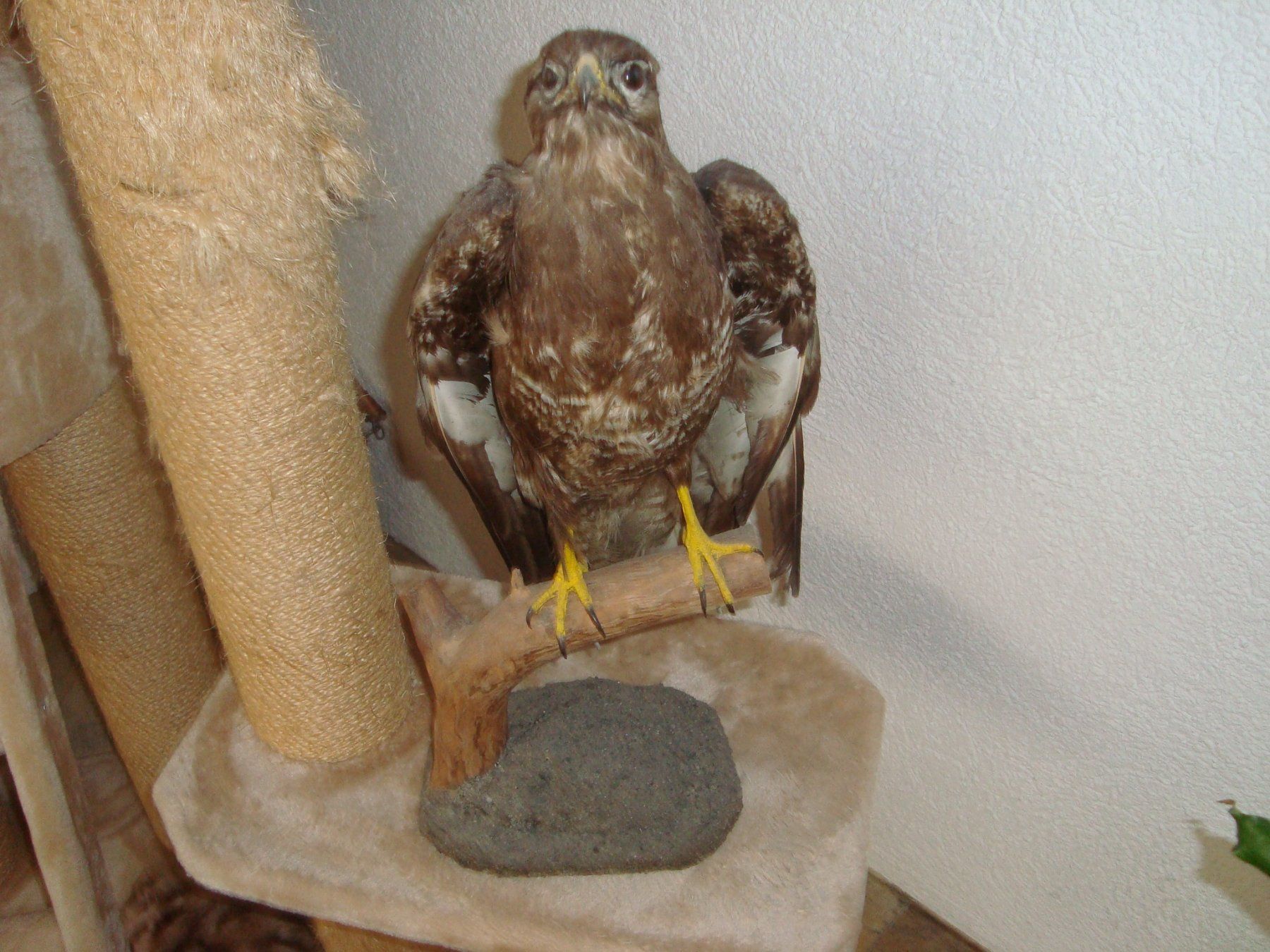 Welt der Tiere: mäusebussard – Gebraucht aus Münsingen von Grabliechtli