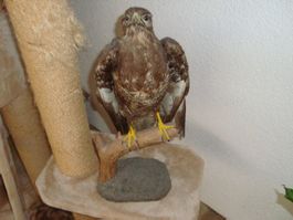mäusebussard