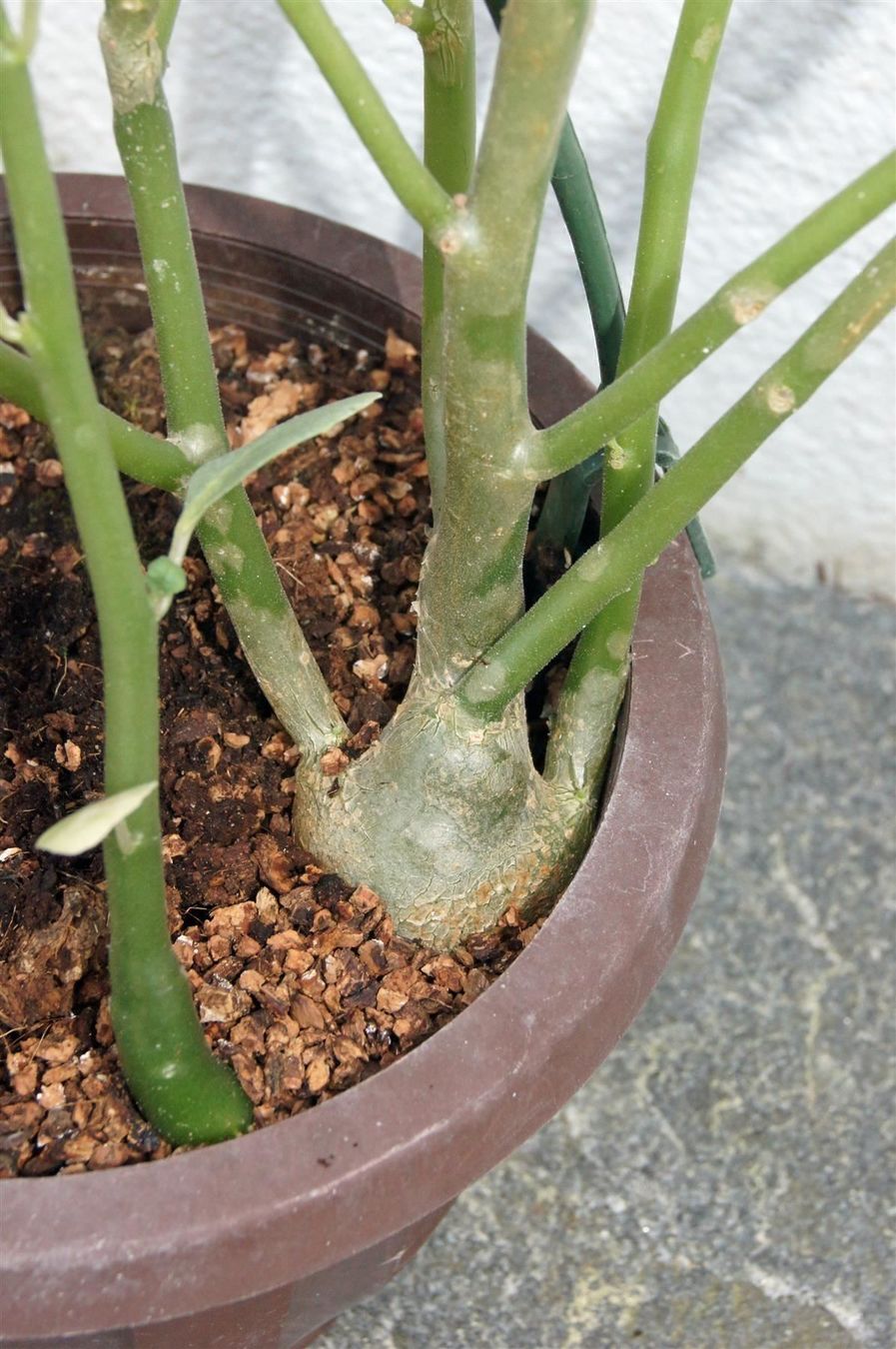 Piante & sementi: Sonnenpflanze Dorstenia carnulosa – Nuovo (secondo la descrizione) da Geroldswil venduto da botanicals 2