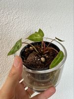 Philodendron billietiae 🌿