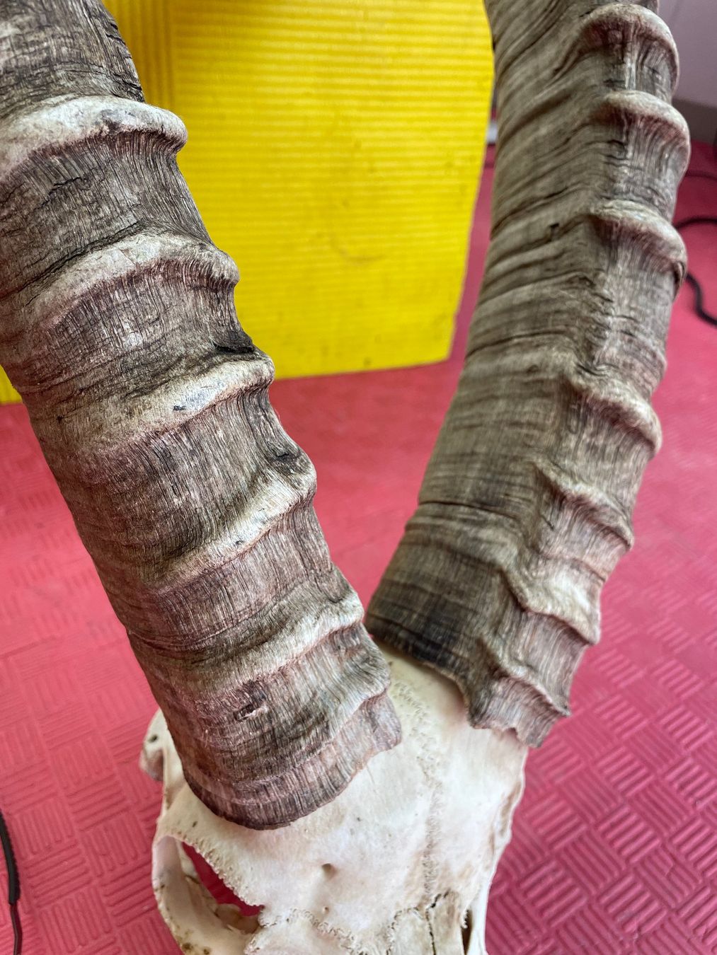 Altre raccolte & rarità: Steinbock Geweih – Usato da Bichelsee venduto da Harrier0 3