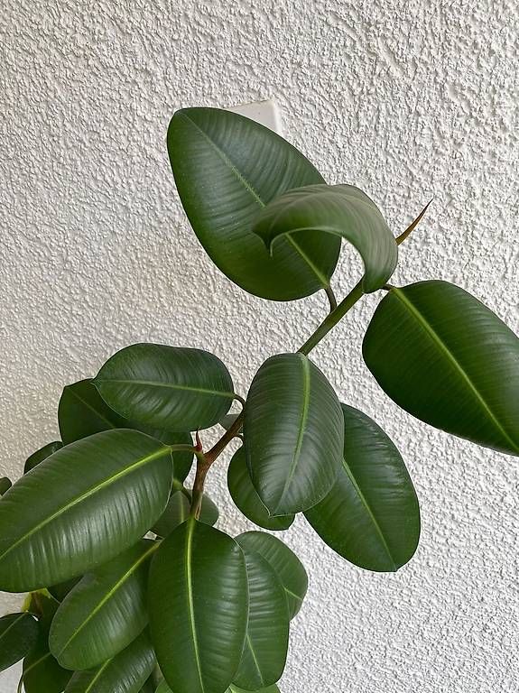 Piante & sementi: Wunderschöner Gummibaum Ficus Elastica – Usato da Glattfelden venduto da mmuehlemann74 1