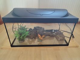 Aquarium 50L en très bon état + accessoires