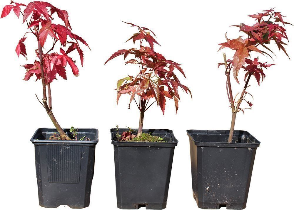 Pflanzen & Samen: Acer palmatum 'Deshojo' 15-20cm – Neu (gemäss Beschreibung) aus Bremblens von FIBONACCI369 2