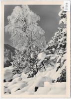 Zarter Rauhreif - Im Winter en hiver