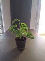 Monstera adensonii