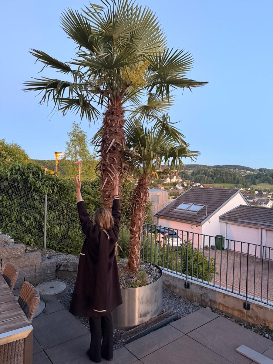 Piante & sementi: Garten/Terasse Pflanze Palme – Usato da Zürich venduto da jen_nly7 1