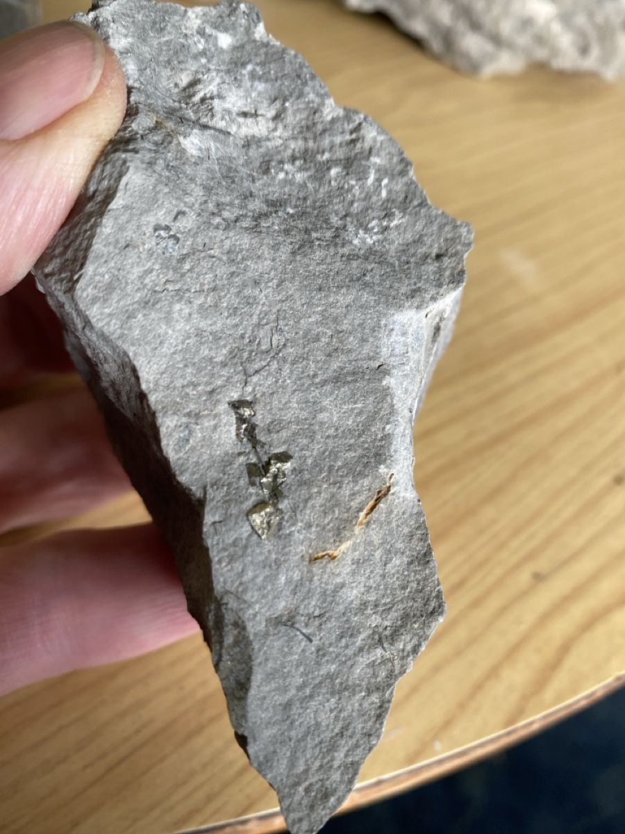 Fossili: Nautilus Fossilien Pyrit – Usato da Liestal venduto da Stephanoceras1 5