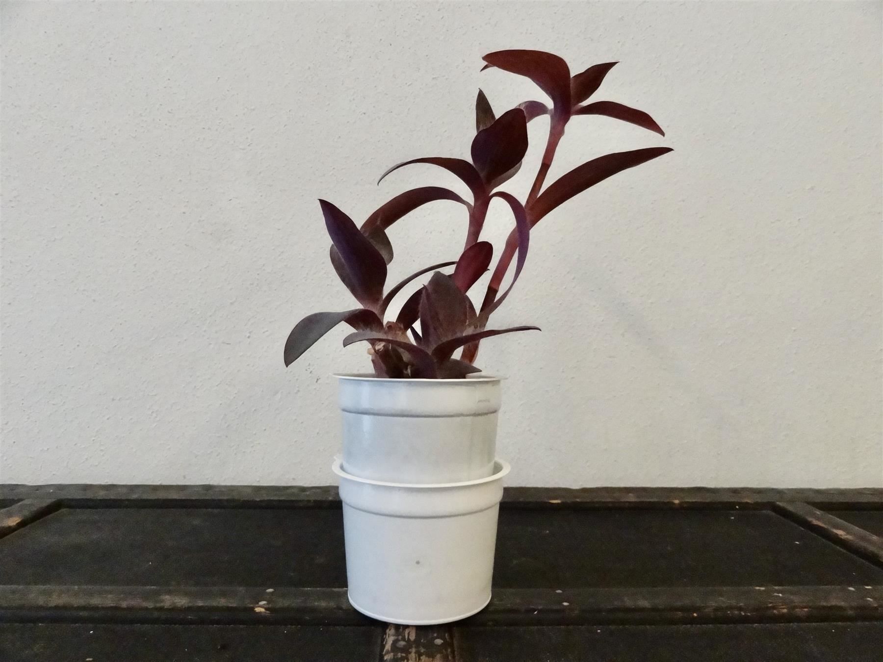 Piante & sementi: Mexikanische Dreimasterblume violett – Nuovo e nell'imballaggio originale da Kerzers venduto da zimmergruen 9