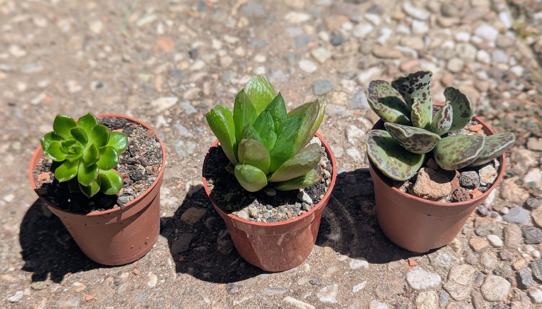 Piante & sementi: Tris di succulente – Usato da Comano venduto da che_8lc2