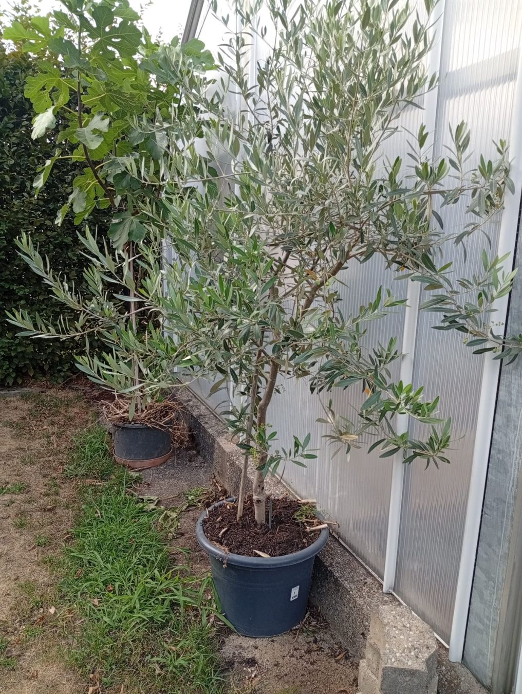 Plantes & graines: Olivenbaum – D'occasion à Langenthal par Shadowman01