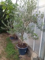 Olivenbaum