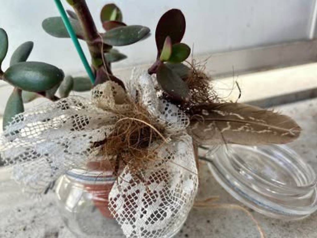 Plantes & graines: Glückspflanze im Glas  – Neuf avec emballage d'origine à Frauenfeld par Irene.Schuppli 1