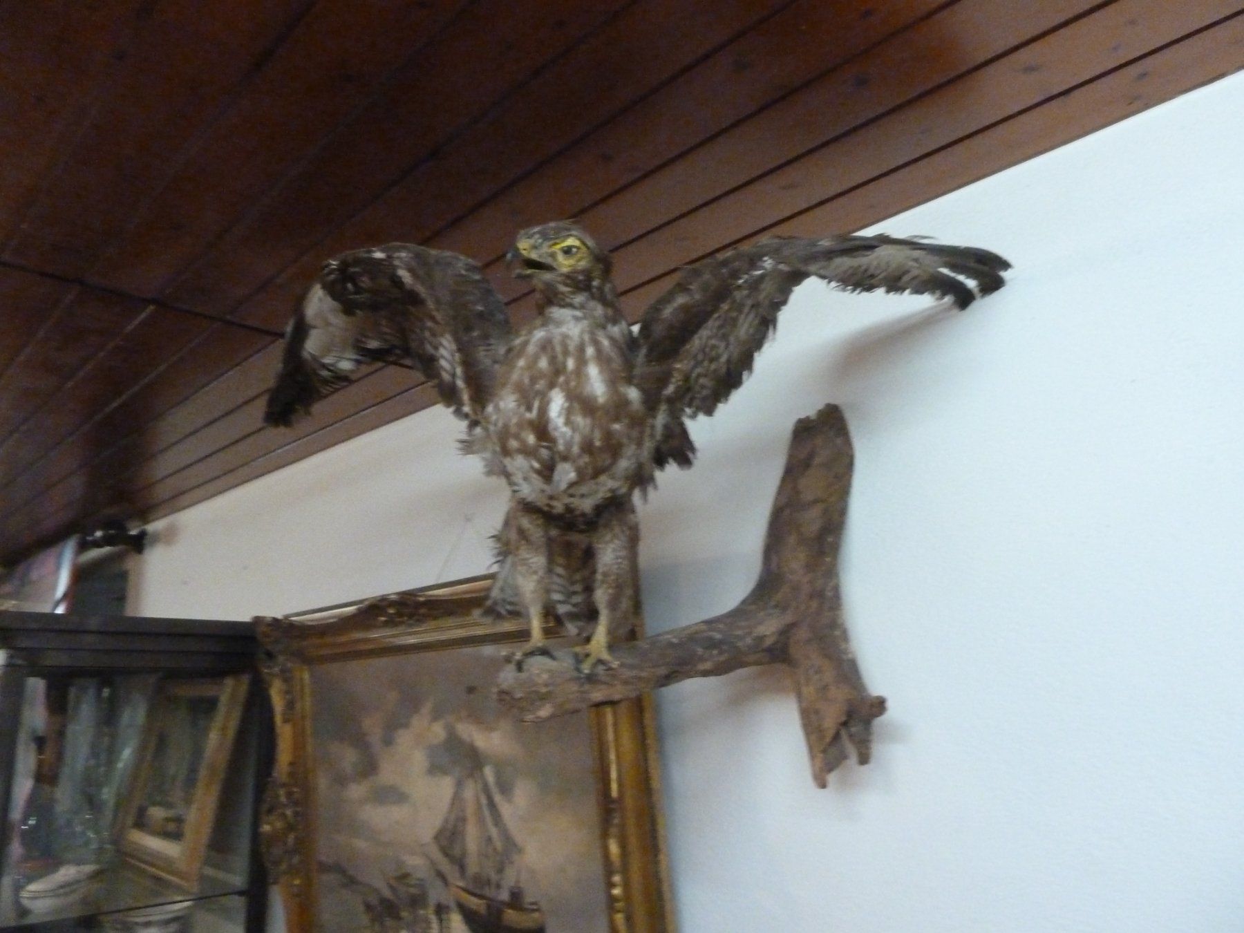 Il mondo degli animali: Greifvogel – Usato da Bure venduto da 1319