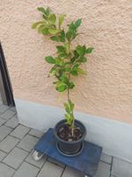Pflanze Orangenbaum mit Topf Höhe ca. 100cm
