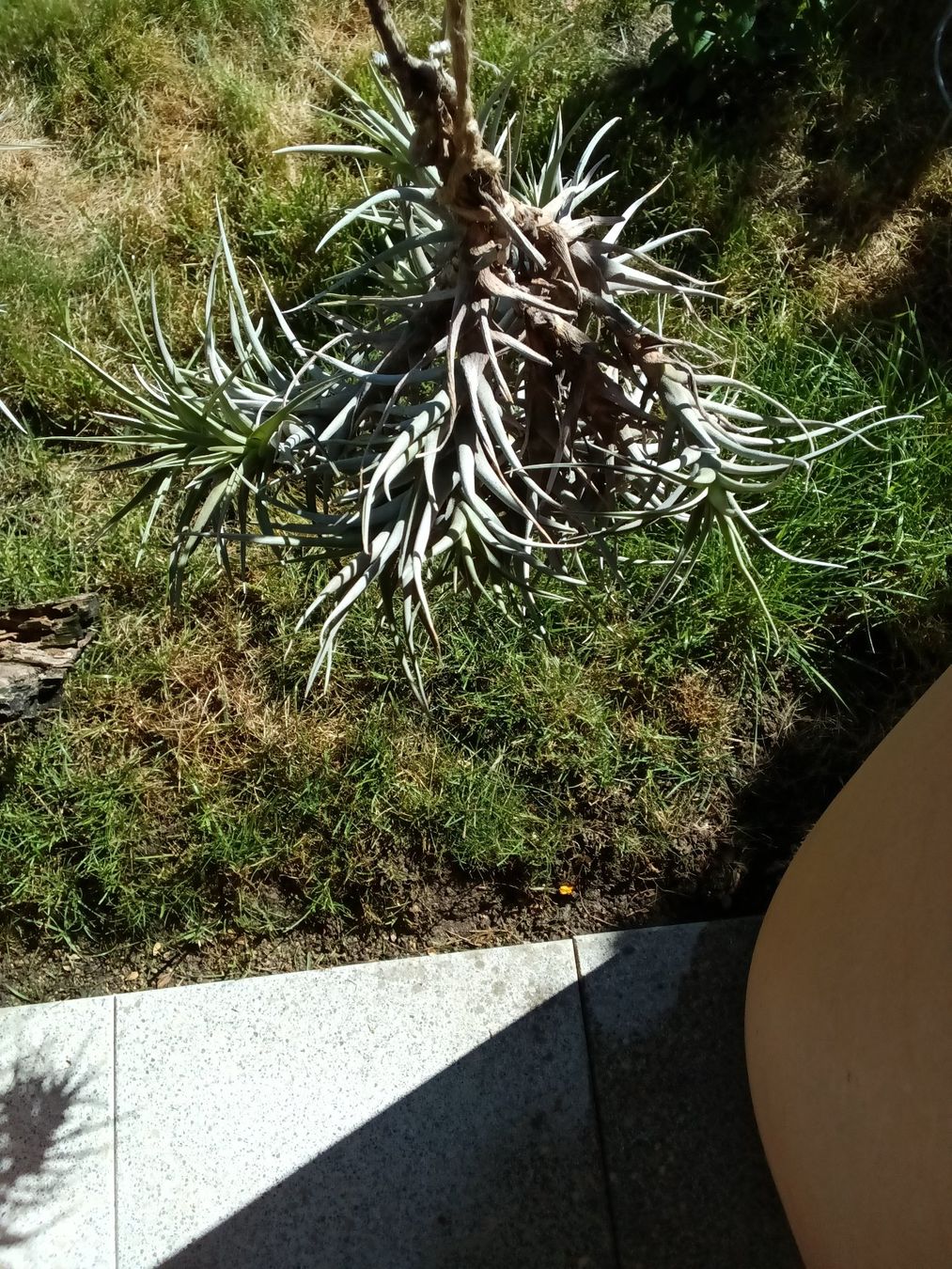 Piante & sementi: Tillandsia bergeri – Nuovo (secondo la descrizione) da Erlach venduto da Tobago25 3