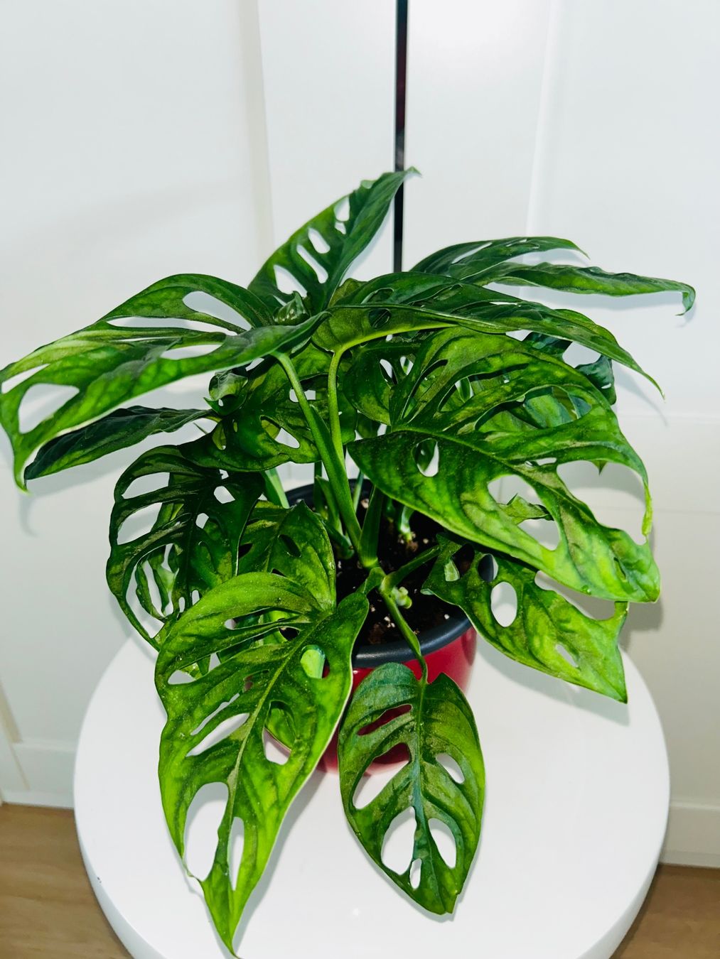 Plantes & graines: Monstera 'Monkey Leaf Monstera adansonii & ceramic cache pot – D'occasion à Kilchberg ZH par malibubeach 3