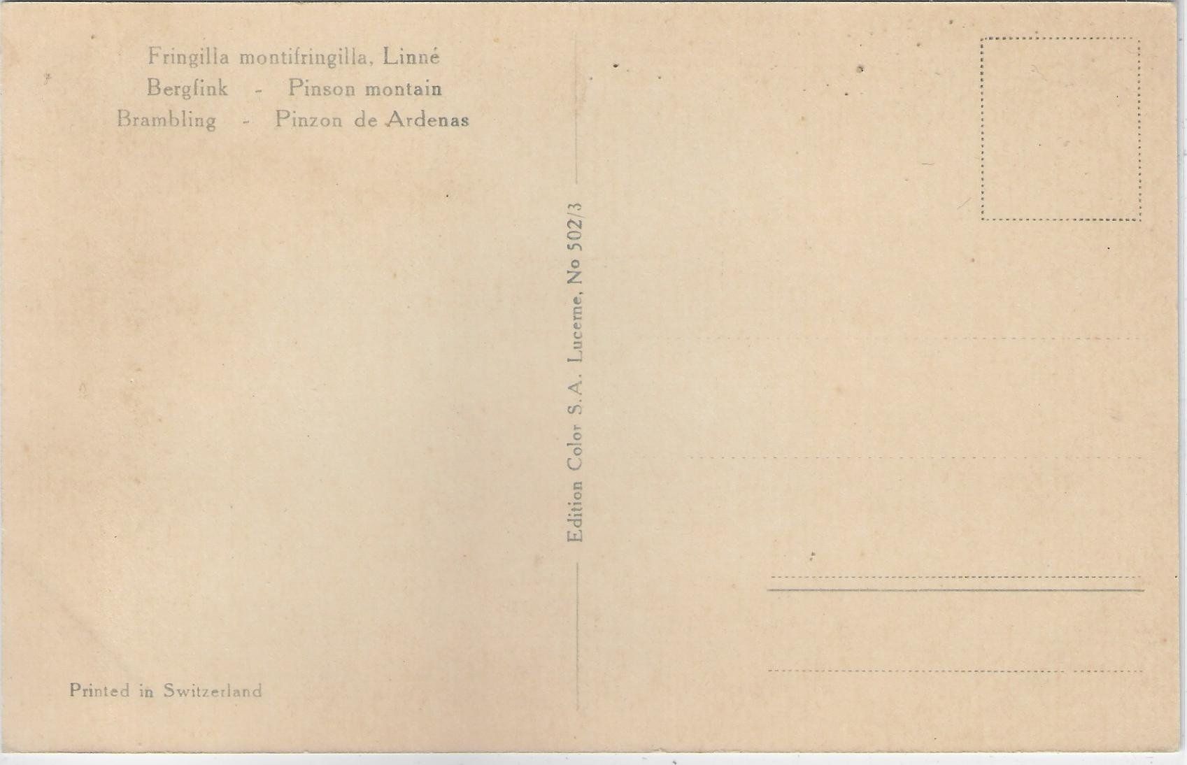 Cartoline postali: Bergfink - Pinson montain - Brambling – Usato da Ettingen venduto da Kartenplanet 1