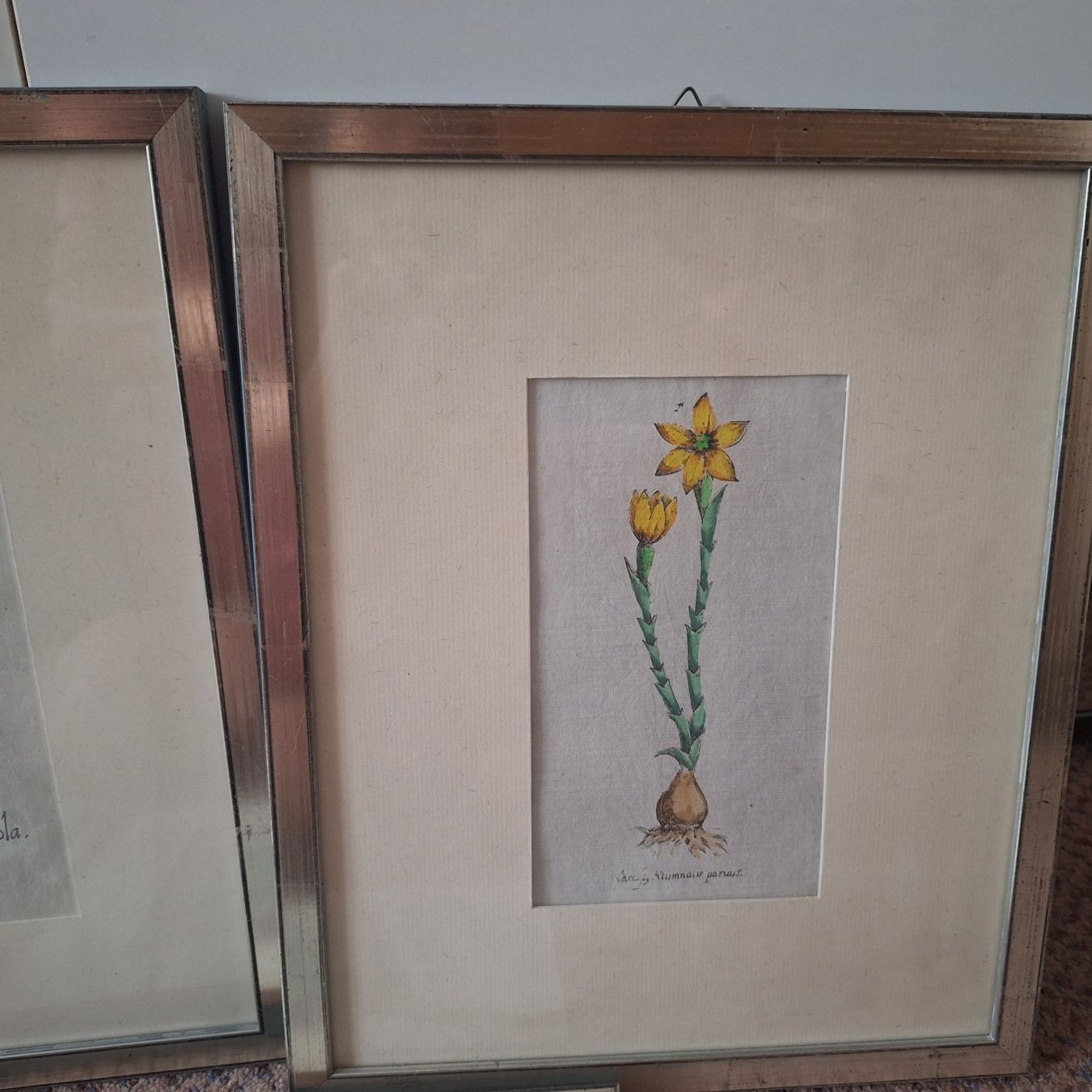 Poster & Bilder: Nostalgische Blumen Bilder silberfarbener Bilderrahmen – Gebraucht aus Winterthur von Goldpipau 3