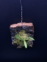 Miniatur-Orchidee aufgebunden (ideal für Terrarium / Orchida
