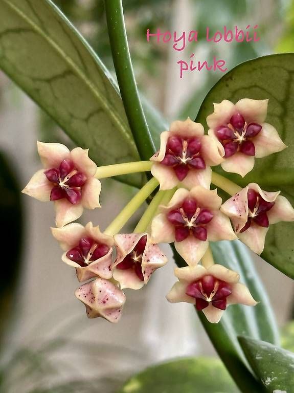 Piante & sementi: Hoya lobbii pink – Usato da Schönholzerswilen venduto da Leavylounge 2