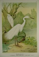 SILBERREIHER, CHROMOLITHOGRAPHIE UM 1900