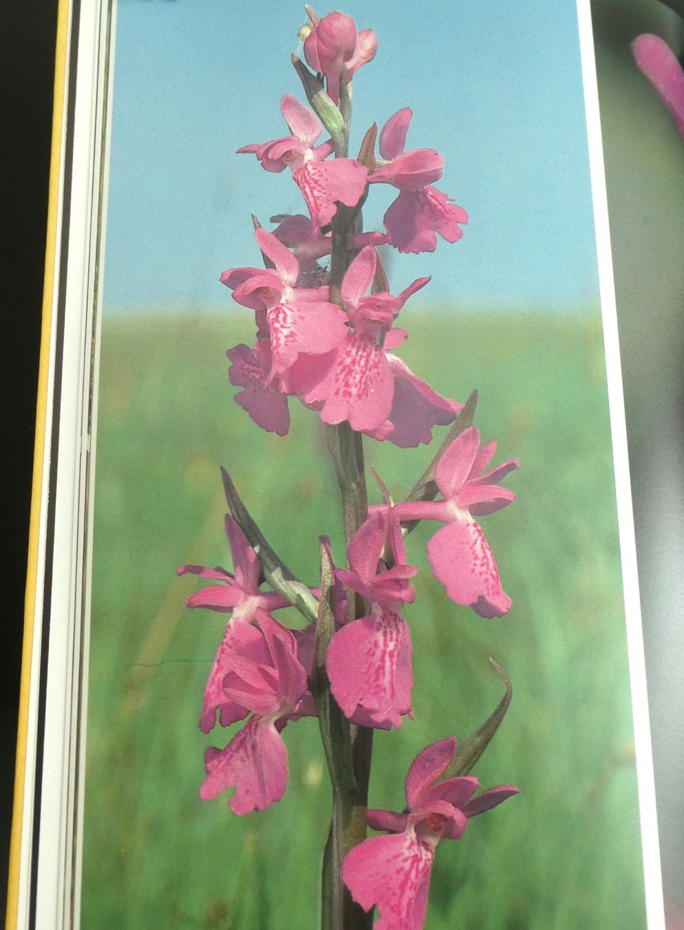 Libri: Die Orchideen der Schweiz, E. + O. Danesch, Geschenkidee/NEU – Nuovo e nell'imballaggio originale da Oberentfelden venduto da Rosenresli.02 3
