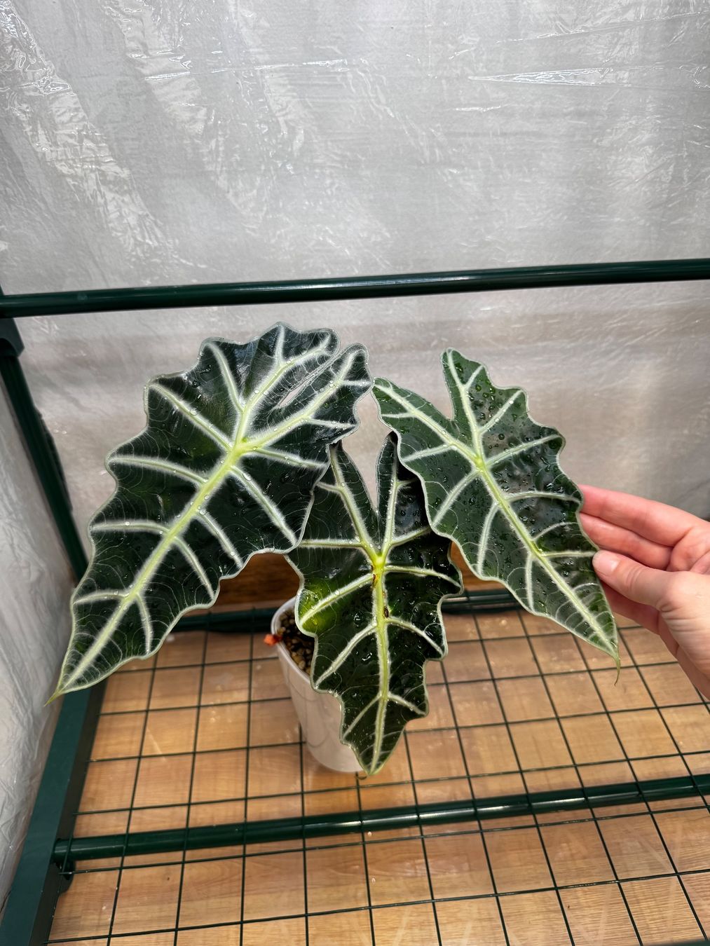 Pflanzen & Samen: 🌱 Alocasia polly pink – Gebraucht aus Niederbuchsiten von GreenGems 1