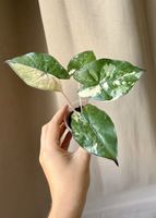 Alocasia Yucatan Princess Pink/Albo