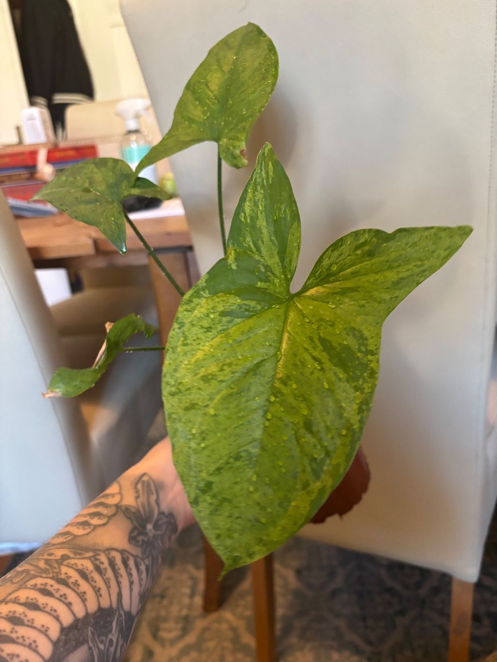 Plantes & graines: Syngonium Mojito – Neuf avec emballage d'origine à Basel par Pink_White
