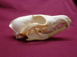 Fuchs - Schädel, Zähne, Kiefer, Dekoration, Jagd, Kopf