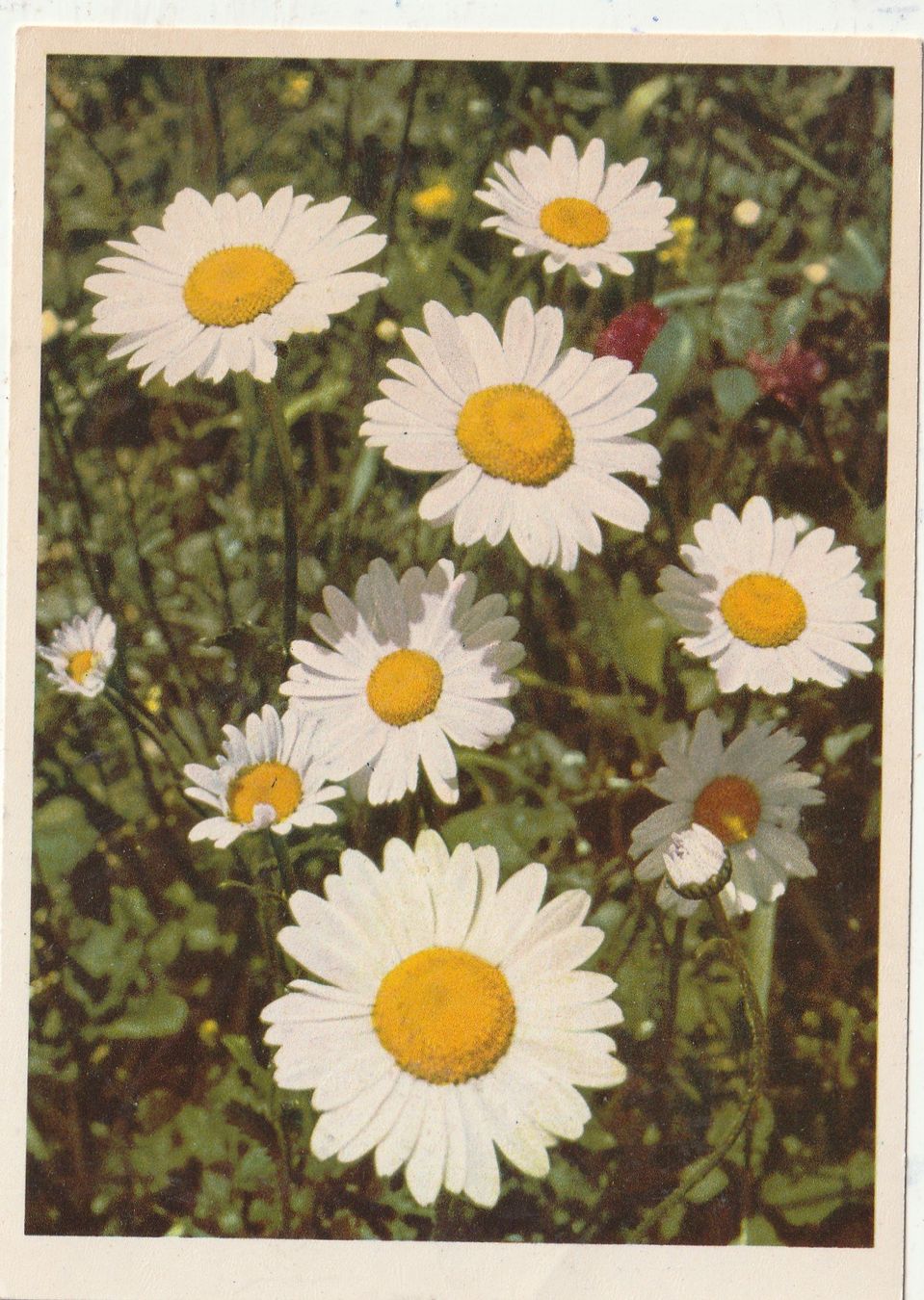 Cartoline postali: 10 Schöne Blumenkarten – Usato da Lumbrein venduto da made02 6