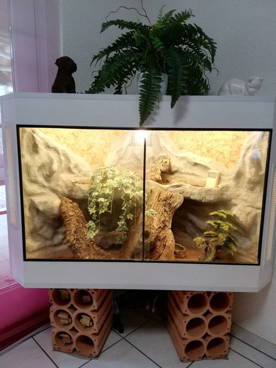 Terrarium Mit 2 Geckos | Kaufen Auf Ricardo