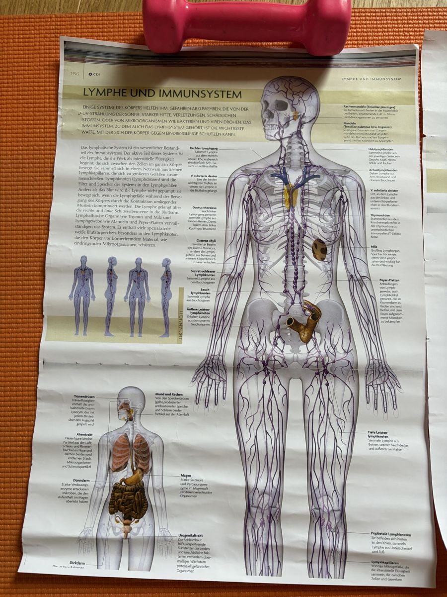 Foto & Immagini: Anatomie Poster Lymphsystem & Immunsystem, 2 Stk, Top! – Nuovo (secondo la descrizione) da Davos Wiesen venduto da Roseli21 1