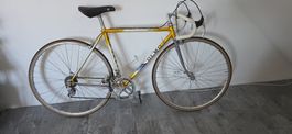Olmo Super Gentleman 