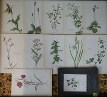 Blumen Atlas / 11 botanische Tafeln mit Beschreibung