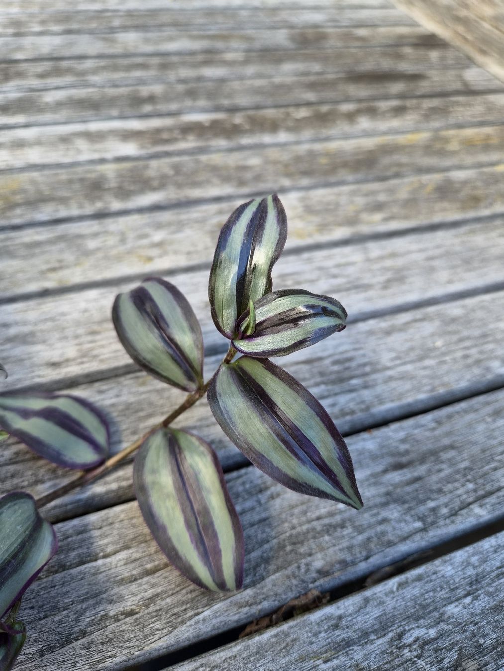 Pflanzen & Samen: Tradescantia Duo – Gebraucht aus Zürich von ebirch_ 2