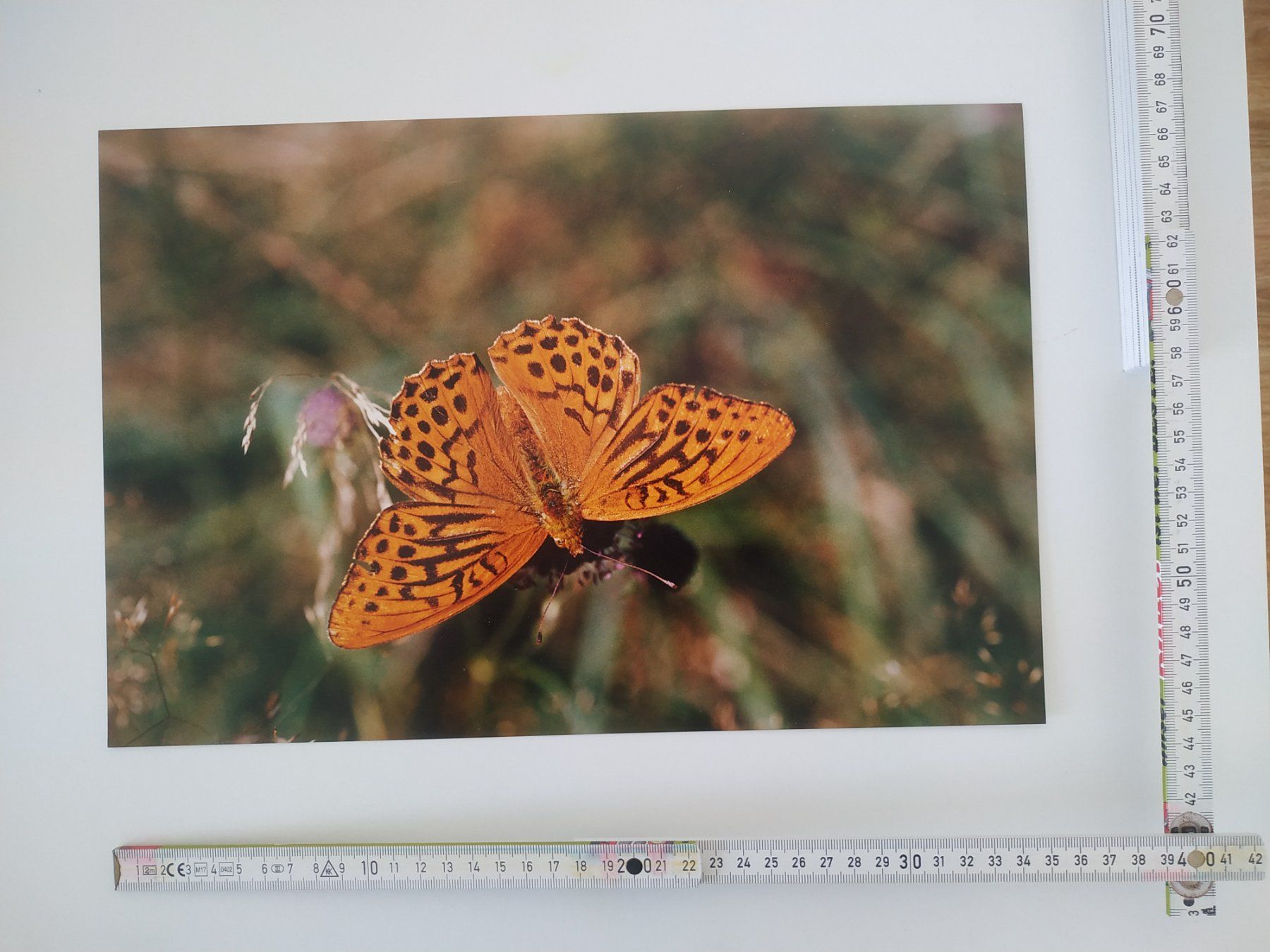 Foto & Immagini: Foto "Schmetterling" 35x24cm – Nuovo (secondo la descrizione) da Wangs venduto da son_klein 1
