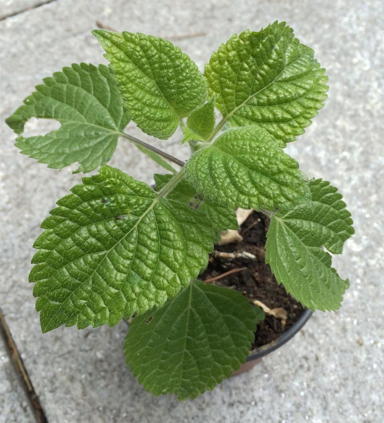 Piante & sementi: Salvia guaranitica - eine Pflanze!!! – Nuovo (secondo la descrizione) da Steffisburg venduto da Petroselium 2