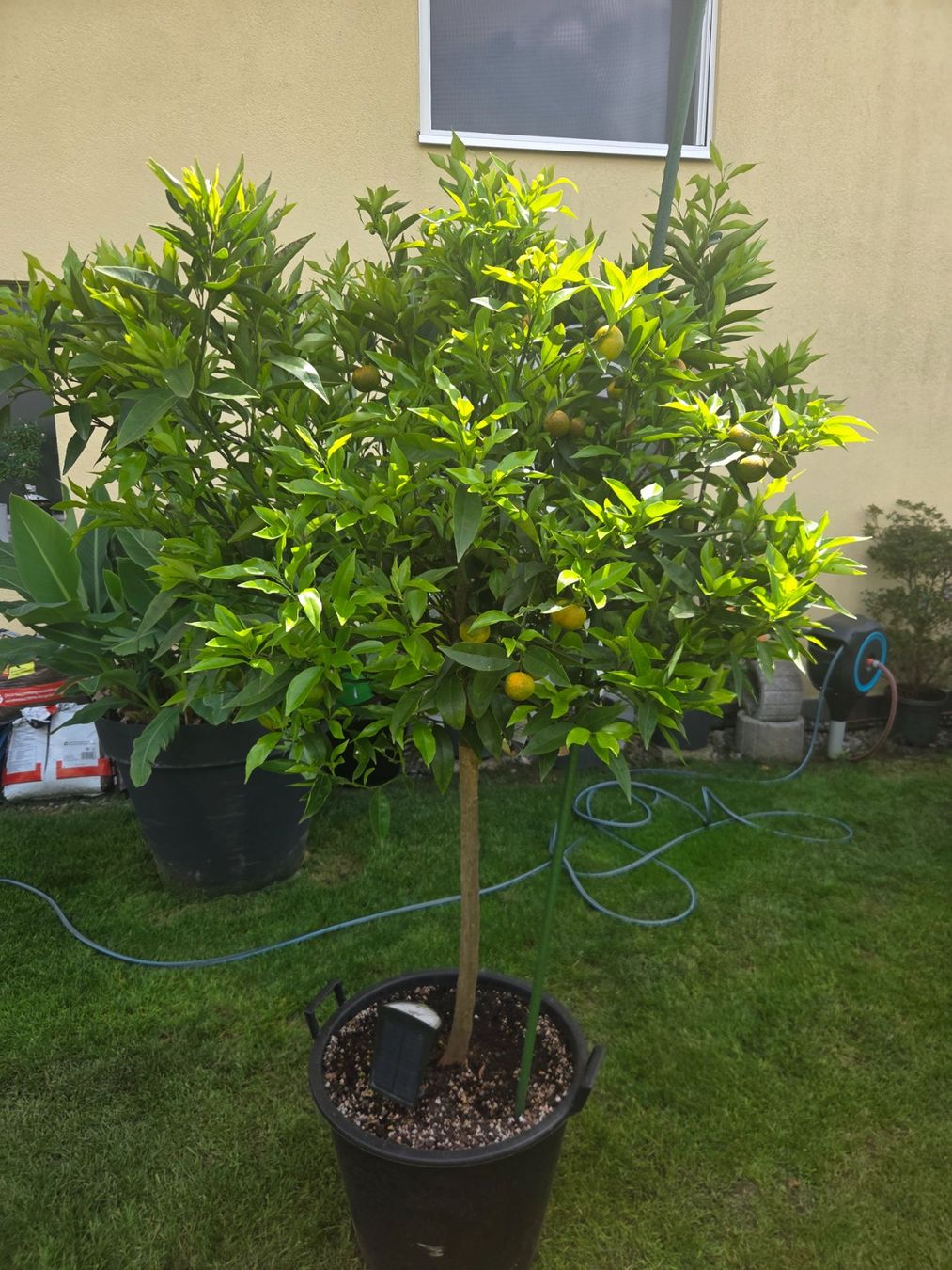 Piante & sementi: zitrus clementine baum 1m80 – Usato da Unterlunkhofen venduto da tomnova